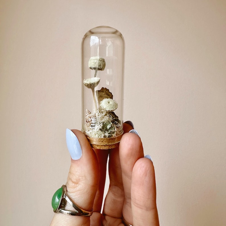 Miniature Crystal Beach Terrarium Glass Diorama with Dried Florals, Shells, and Moss