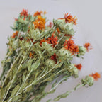Natural Dried Flowers 16-18 Inch Bundle for Wedding Decor and Home Floral Arrangements