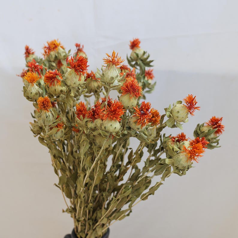 Natural Dried Flowers 16-18 Inch Bundle for Wedding Decor and Home Floral Arrangements