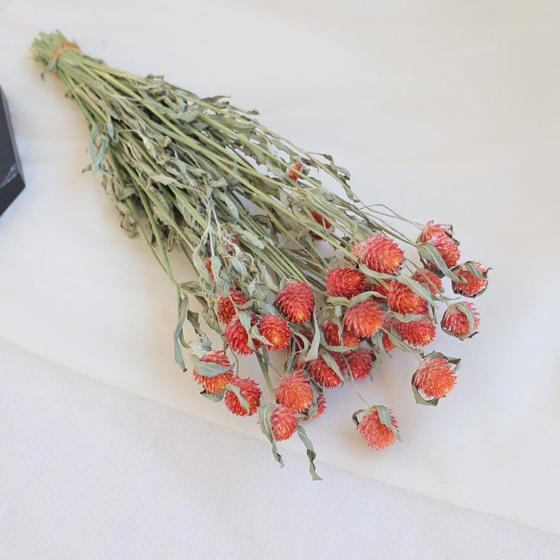 Orange Dried Gomphrena Flower Bunch, 16-18" Stems, DIY Crafts & Home Decor
