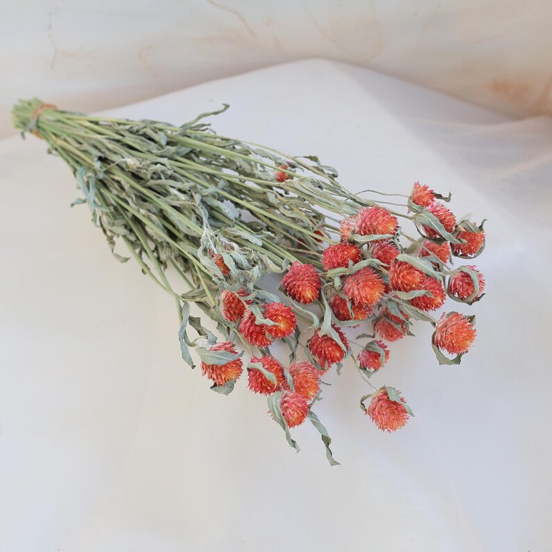 Orange Dried Gomphrena Flower Bunch, 16-18" Stems, DIY Crafts & Home Decor