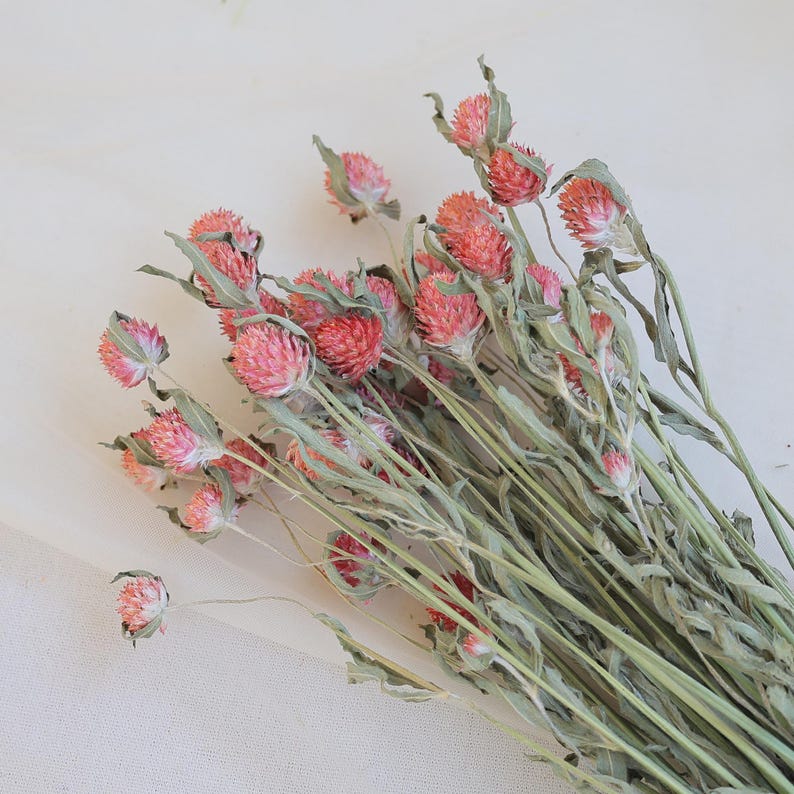 Orange Dried Gomphrena Flower Bunch, 16-18" Stems, DIY Crafts & Home Decor