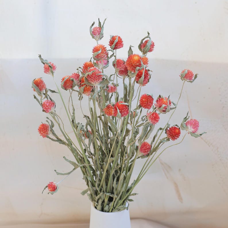Orange Dried Gomphrena Flower Bunch, 16-18" Stems, DIY Crafts & Home Decor
