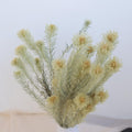 Sage Green Natural Dried Flowers Bundle 16-18 Inch for Home Floral Arrangements