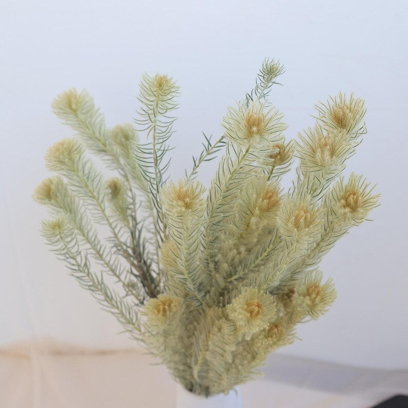 Sage Green Natural Dried Flowers Bundle 16-18 Inch for Home Floral Arrangements