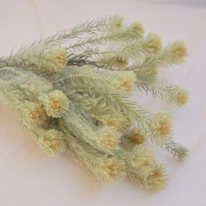Sage Green Natural Dried Flowers Bundle 16-18 Inch for Home Floral Arrangements