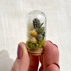 Mini Blue Glass Cloche Terrarium with Real Dried Flowers and Moss, 1.75" & 2.75"